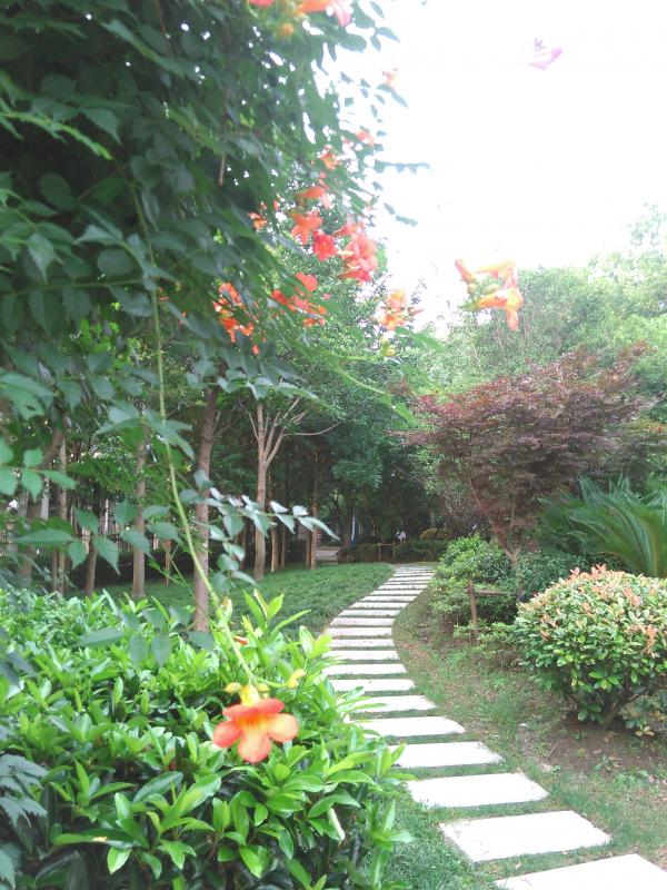 投稿时间:2016-06-24 16:03:23 走在雨后的幽幽小径,凌霄花也在为我