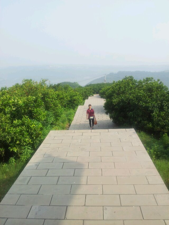 步道名称:三峡橘海步道。 地理位置:忠县城东部约12公里处涂井乡友谊村。 开放时间:全天。 门票价格:免费。 交通路线:三公里车站乘坐客车(忠县-友谊)。 步道简介:三峡橘海建于 2001 年 9 月,涉及面积 1687 亩,定植德尔塔、奥林达等两种优质柑桔 63986 株。园区建设着力突出基础设施建设和抚育管理两个重点。在基础设施方面。建园时严格按照每窝深度 0.