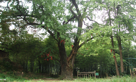 马鞍山市濮塘风景区