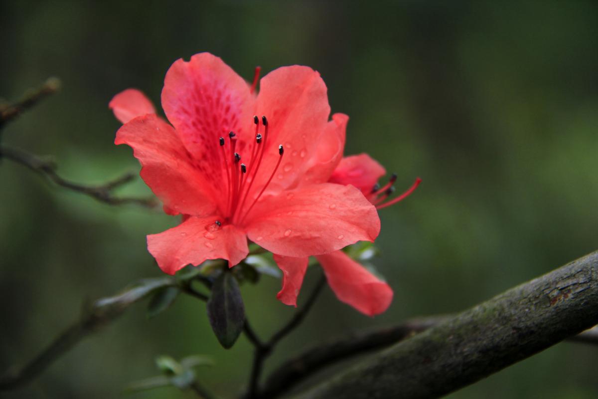 健步拾影-拈花惹草-映山红