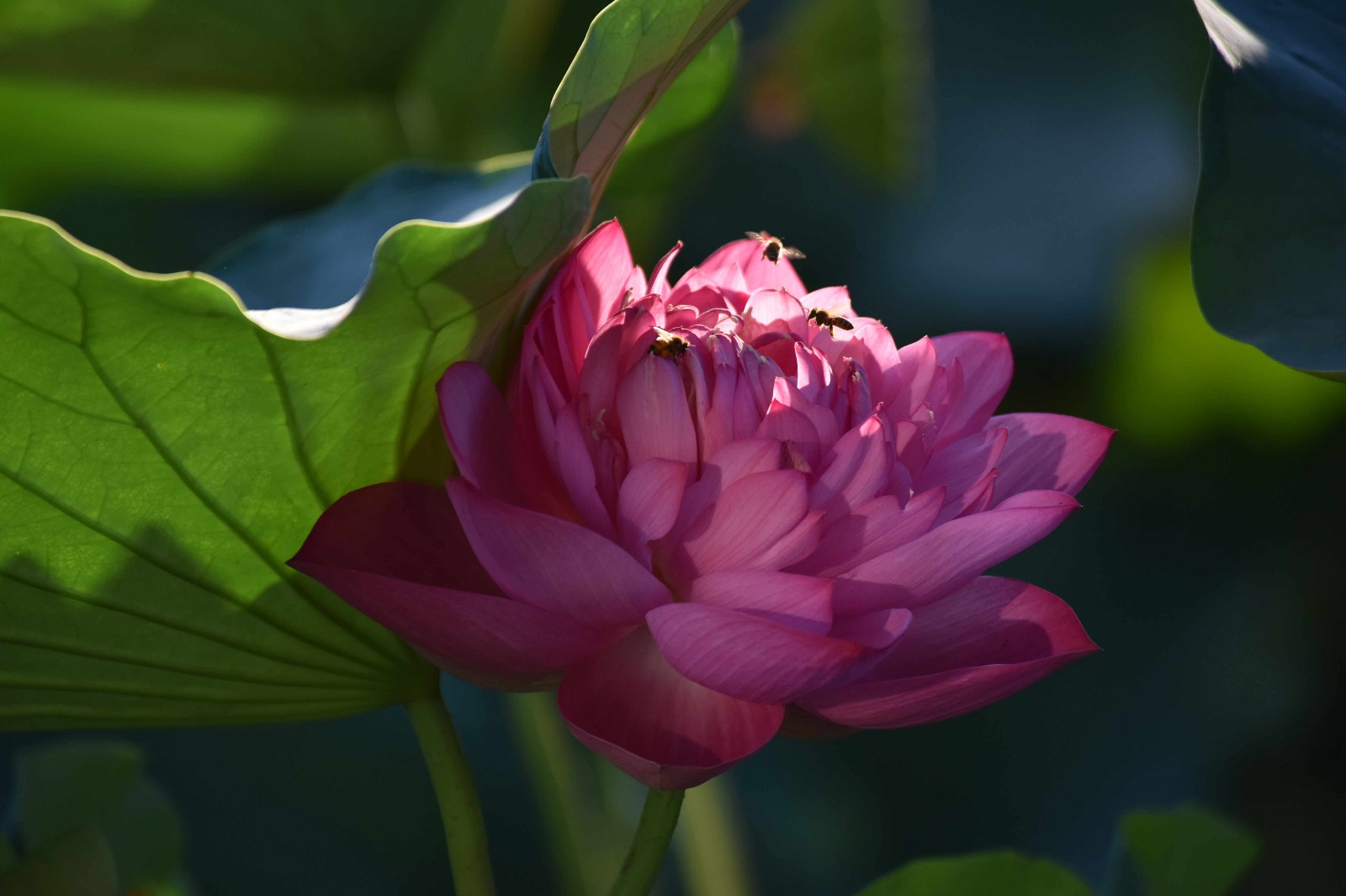 DSC_4188_副本.jpg