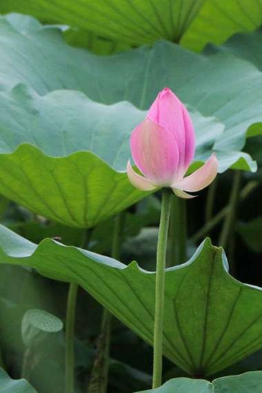image053_副本.png
